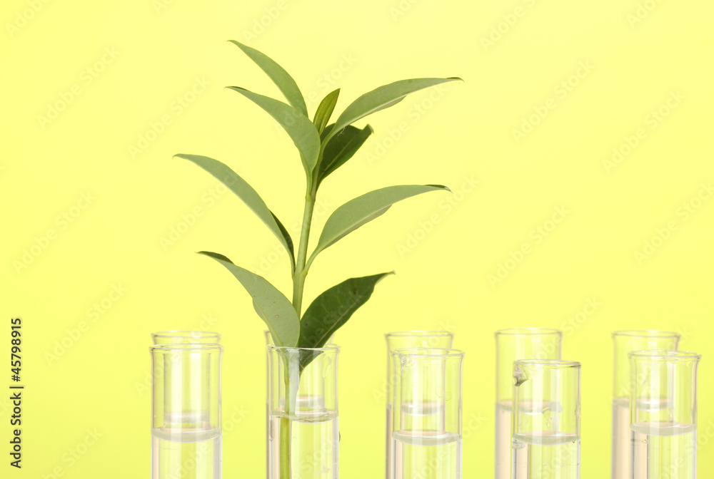 Test-tubes with a transparent solution and the plant Test-tubes with a transparent solution and the plant