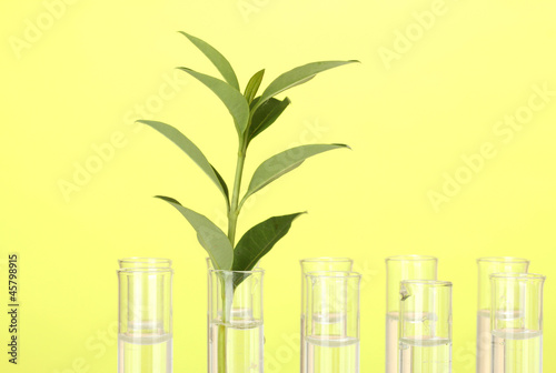 Test-tubes with a transparent solution and the plant