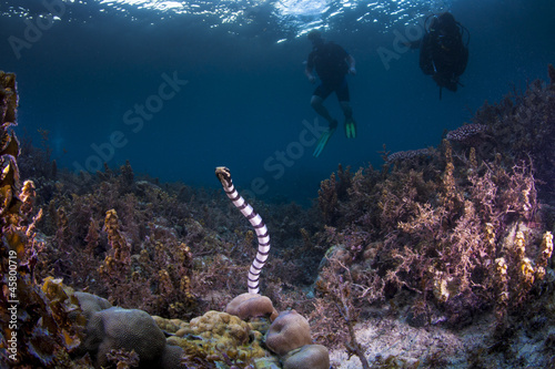 sea krait and divers