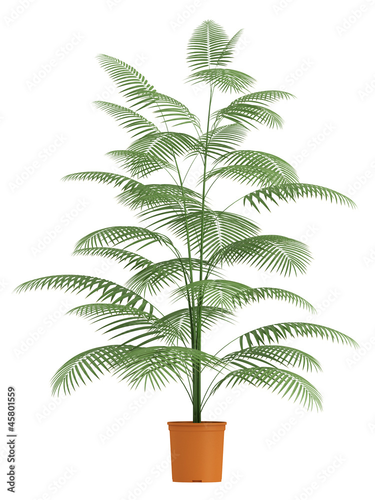 Fototapeta premium Chamaedorea palm in container