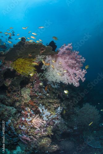 Fototapeta Naklejka Na Ścianę i Meble -  reef system