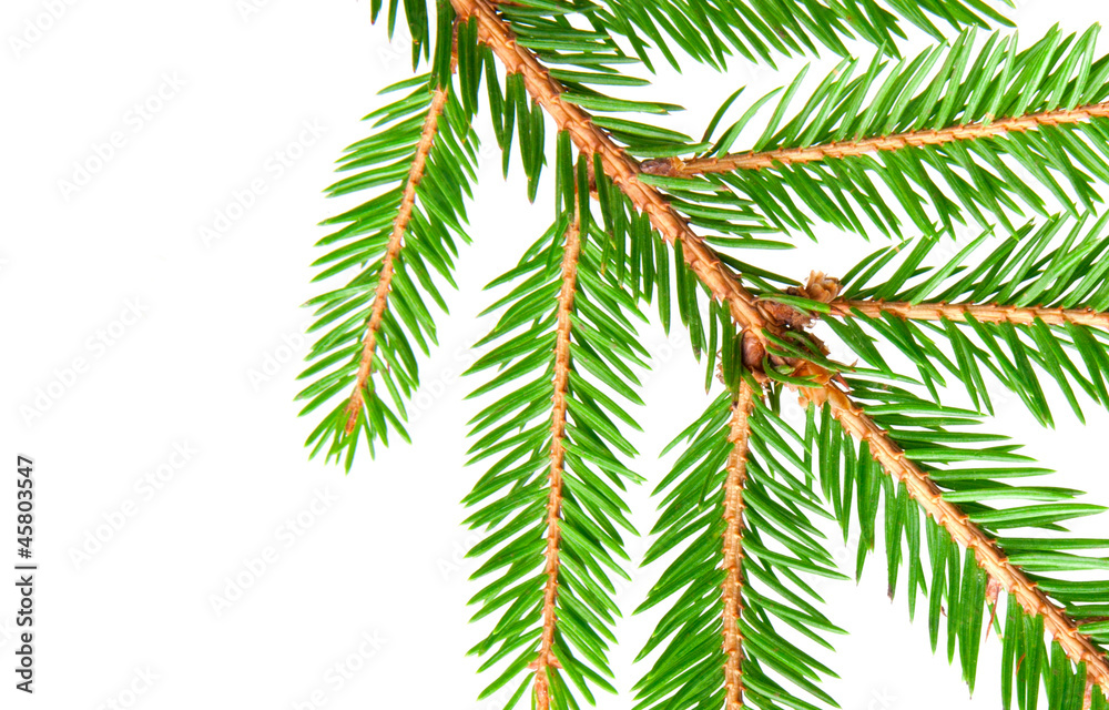 fir fir