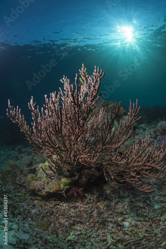reef scape