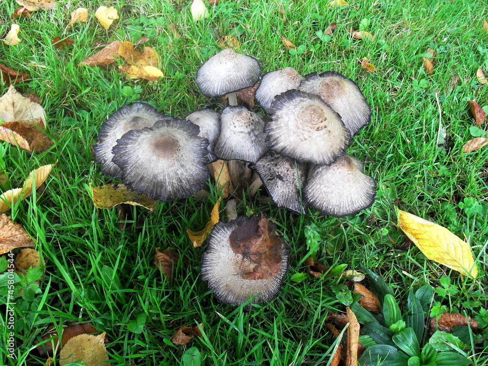 Mushrooms Mushrooms