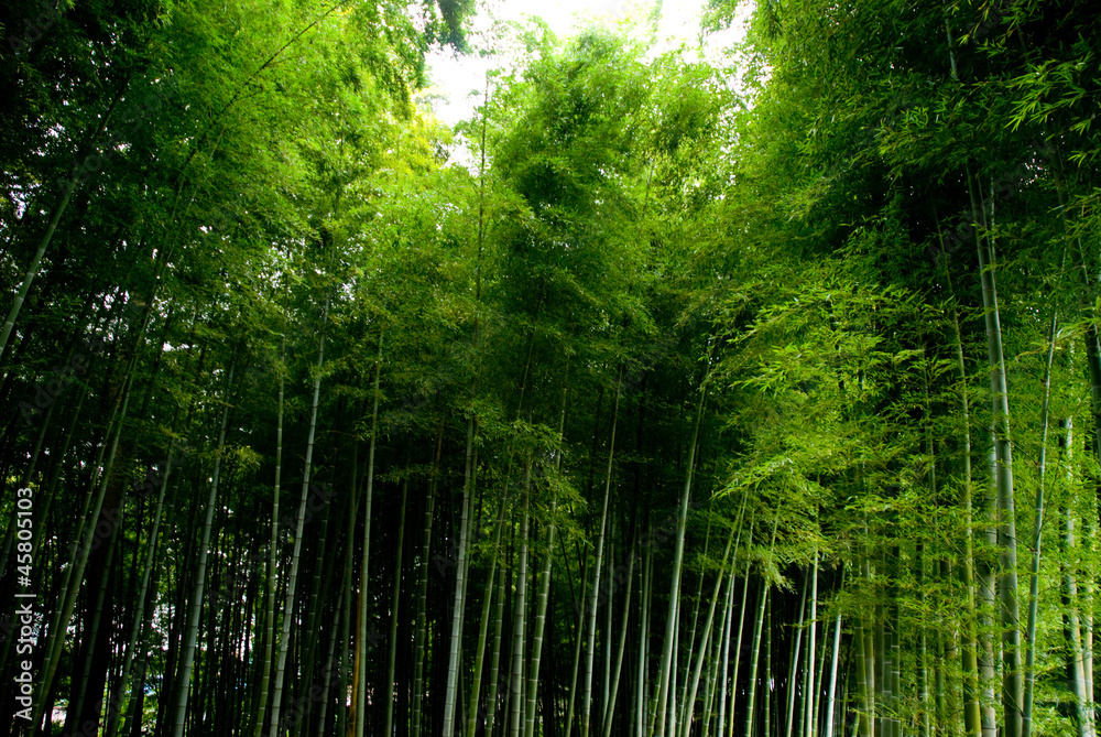 Fototapeta premium 竹林