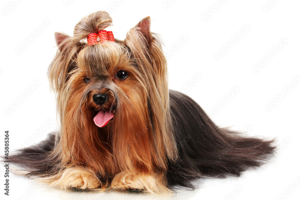 Beautiful yorkshire terrier isolated on white Beautiful yorkshire terrier isolated on white