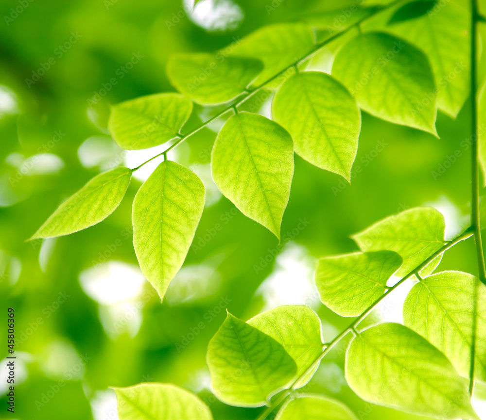 Green leaves on the branches in the forest Green leaves on the branches in the forest