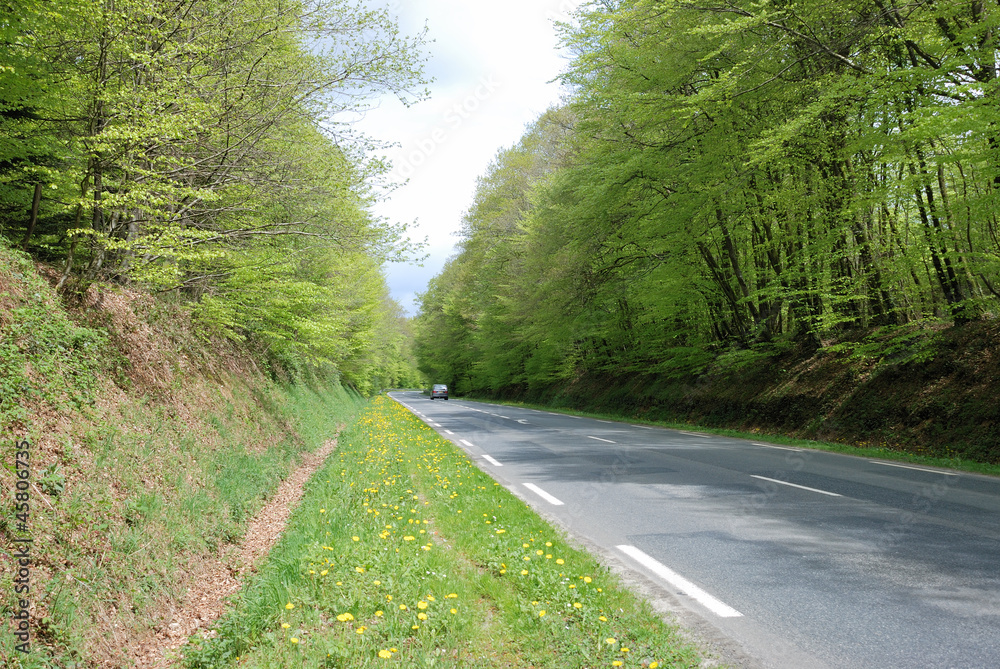 Fototapeta premium Forêt au printemps