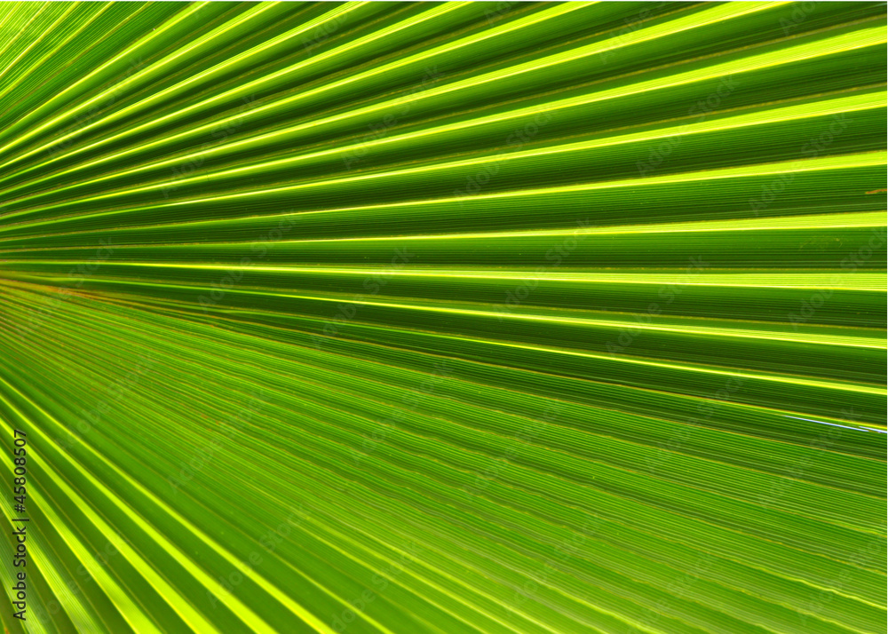 Palm leaf Palm leaf