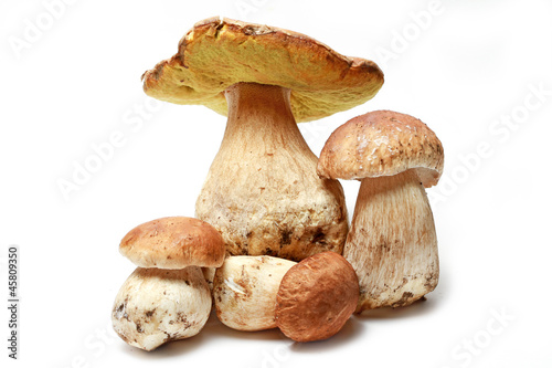 Funghi porcini su sfondo bianco