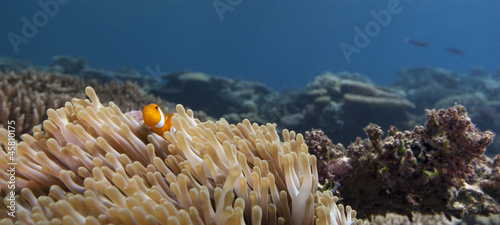 panorama anemone and clown fish