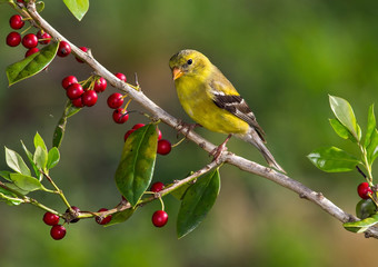 Wandcirkels Vogel Amerikaanse distelvink op tak  © Tom Hirtreiter