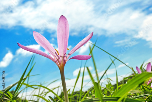 Schöne Herbstzeitlose auf Wiese - Colchicum autumnale photo