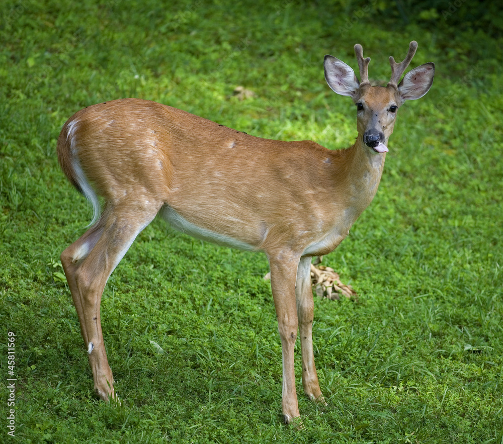 Tongue out buck