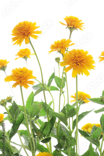 Yellow heliopsis isolated on white background