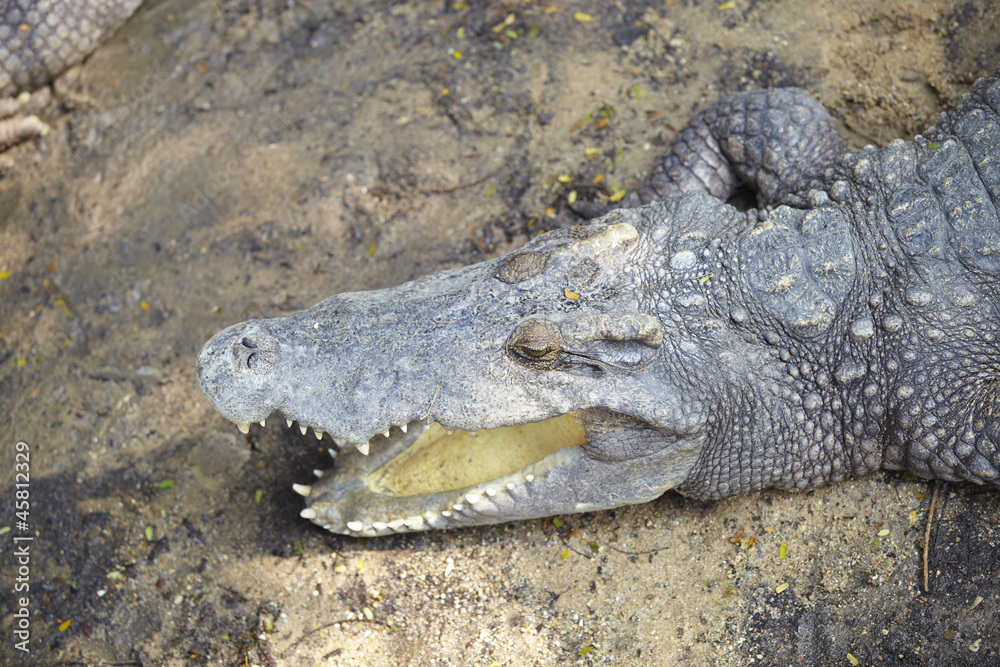 Fototapeta premium Crocodile