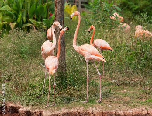 flamingo birds