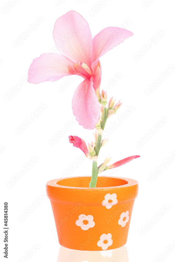 CANNACEAE CANNACEAE