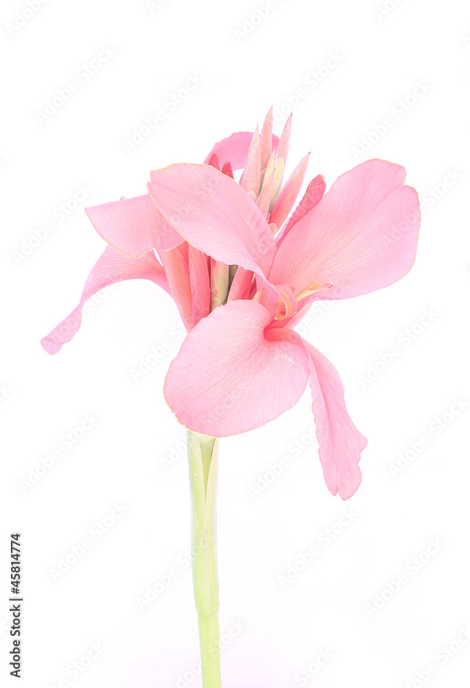 CANNACEAE CANNACEAE