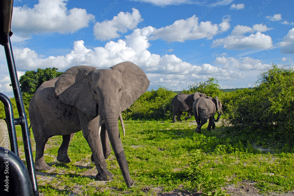 Fototapeta premium gigantic african elephant in wild savanna(National park Chobe, B