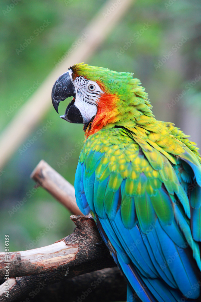 macaw