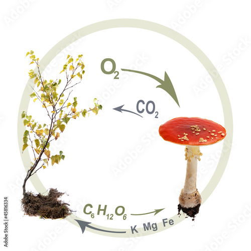 Symbiosis. Fly Agaric and a birch tree.