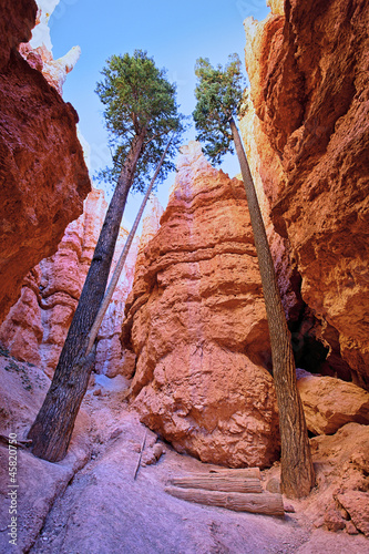 Bryce Canyon trees