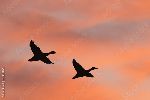 Two ducks flying against beautiful sunrise sky
