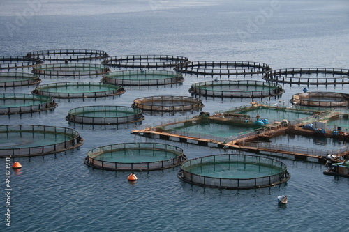 Aquakultur