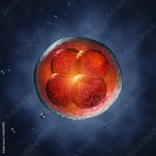Four-cell embryo  , 3d illustration