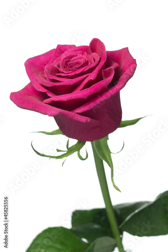 Deep pink  Purple Power  rose