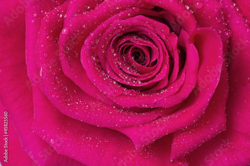 Deep pink  Purple Power  rose  close-up