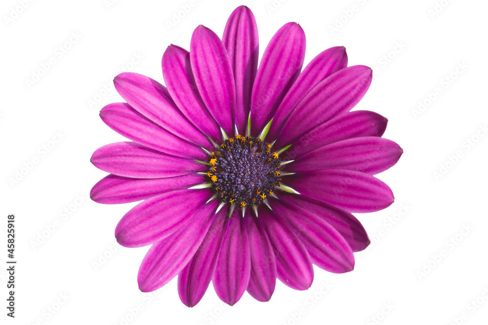 Close-up of a pink African or Cape daisy