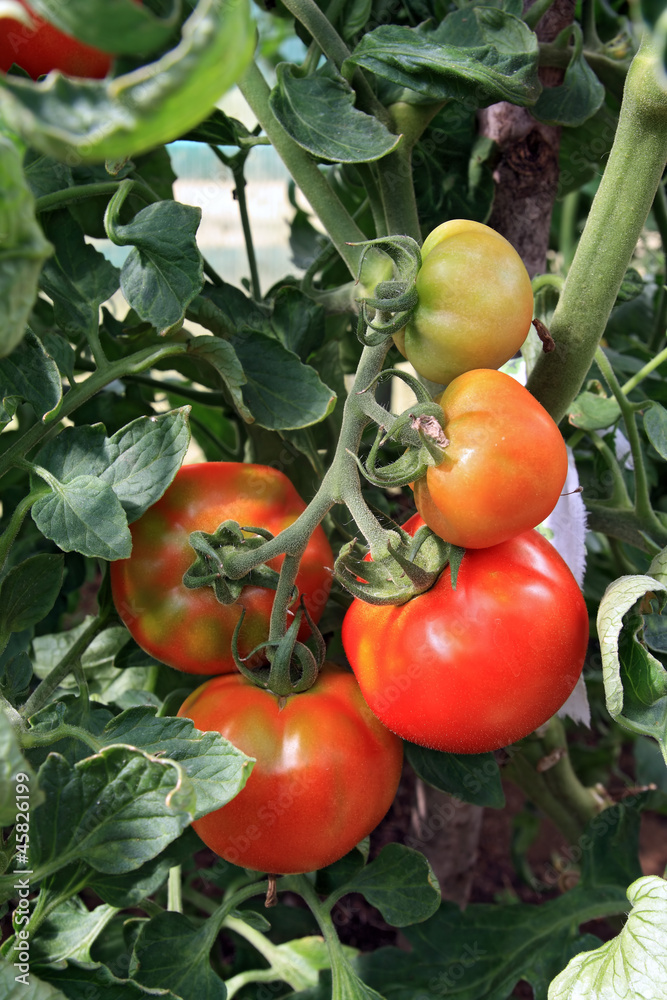 red tomatoes in plastic hothouse