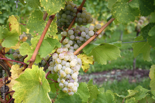 Weiße Weinreben im Weinberg photo