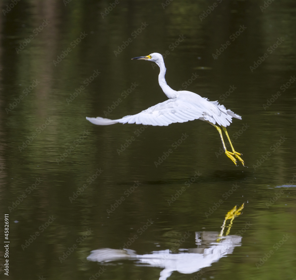 Naklejka premium Snowy Egret