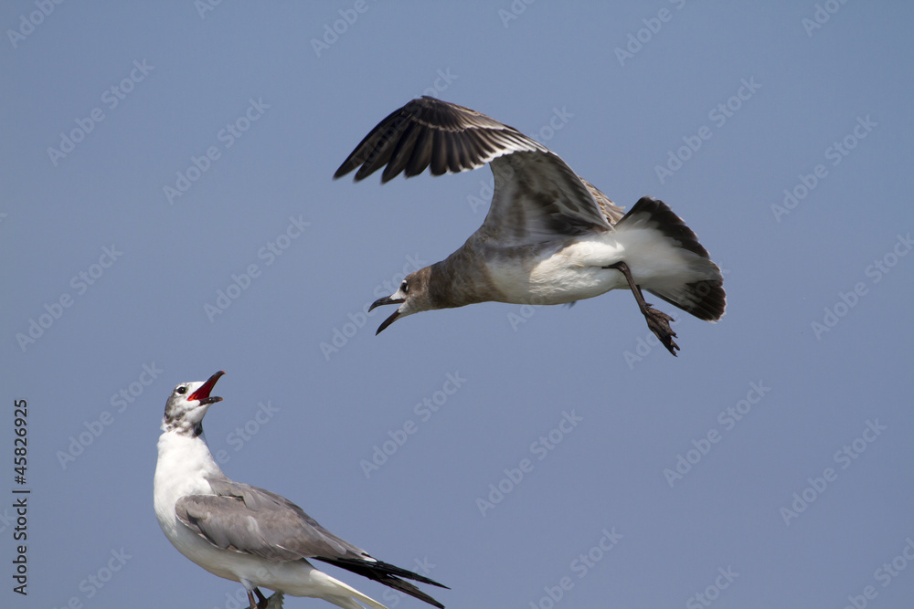 Fototapeta premium Birds talk