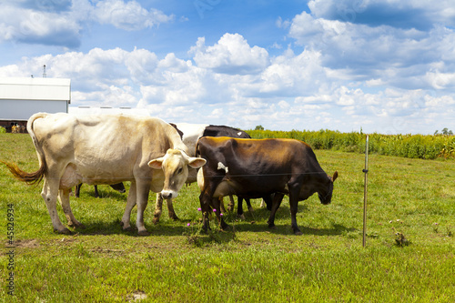 Cows on field with blue sky