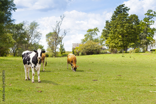 Cows on field with blue sky