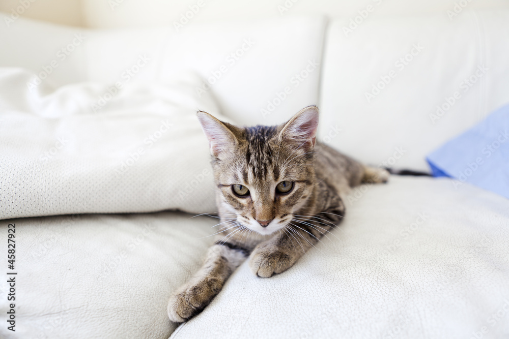 Small Cat Small Cat