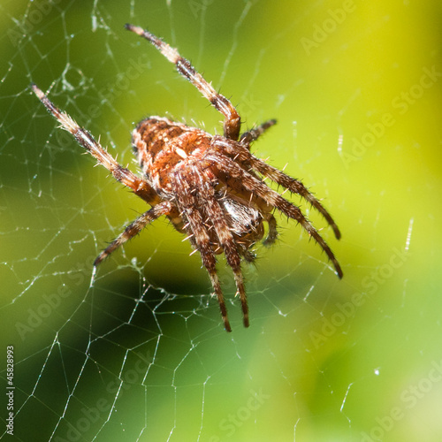 Orb Weaver Lair