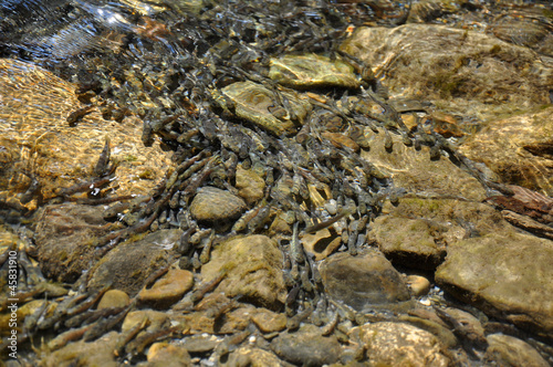 A flock of young Caucasian salmon fish in the river shallows