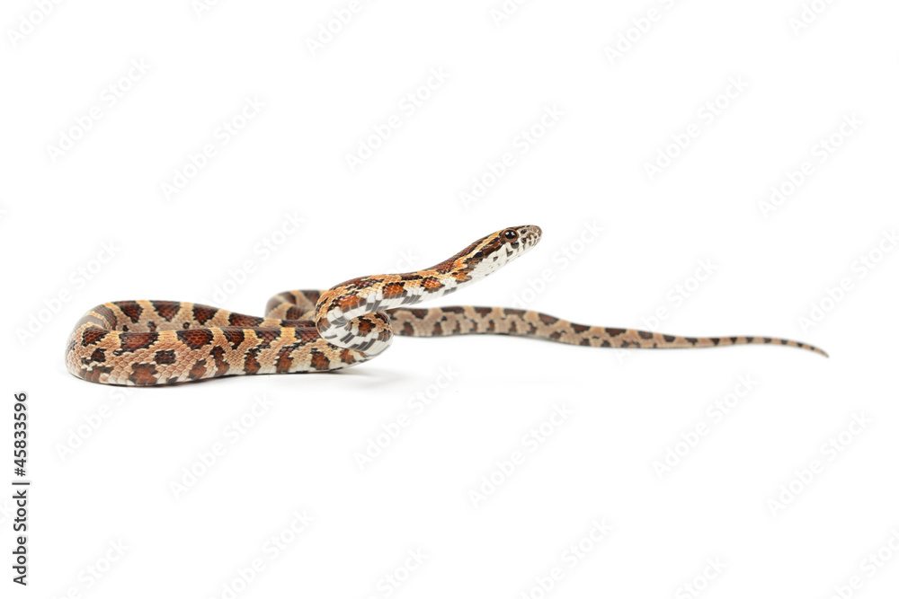 Fototapeta premium Baby corn snake on white background.