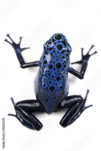 Azure Poison Dart Frog on white background.