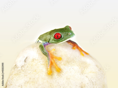 Rotaugenlaubfrosch 141 Agalychnis callidryas photo