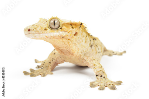 Crested gecko on white background.