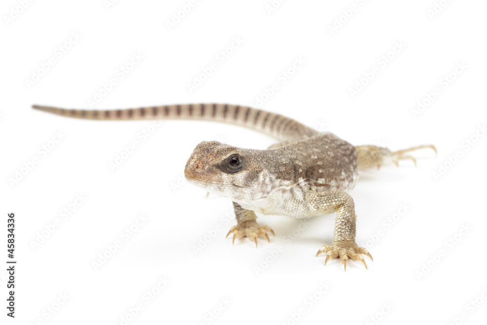 Naklejka premium Desert iguana on white background.