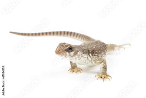 Desert iguana on white background.