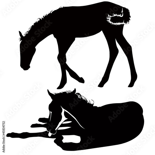 Horses of a horse animals it is isolated
