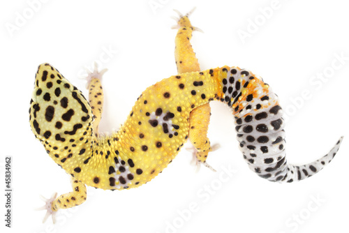 Leopard gecko on white background.